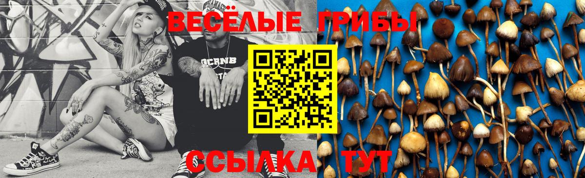 Галлюциногенные грибы Psilocybe Прокопьевск